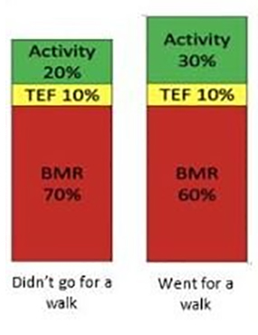 Graph showing BMR with and without activity